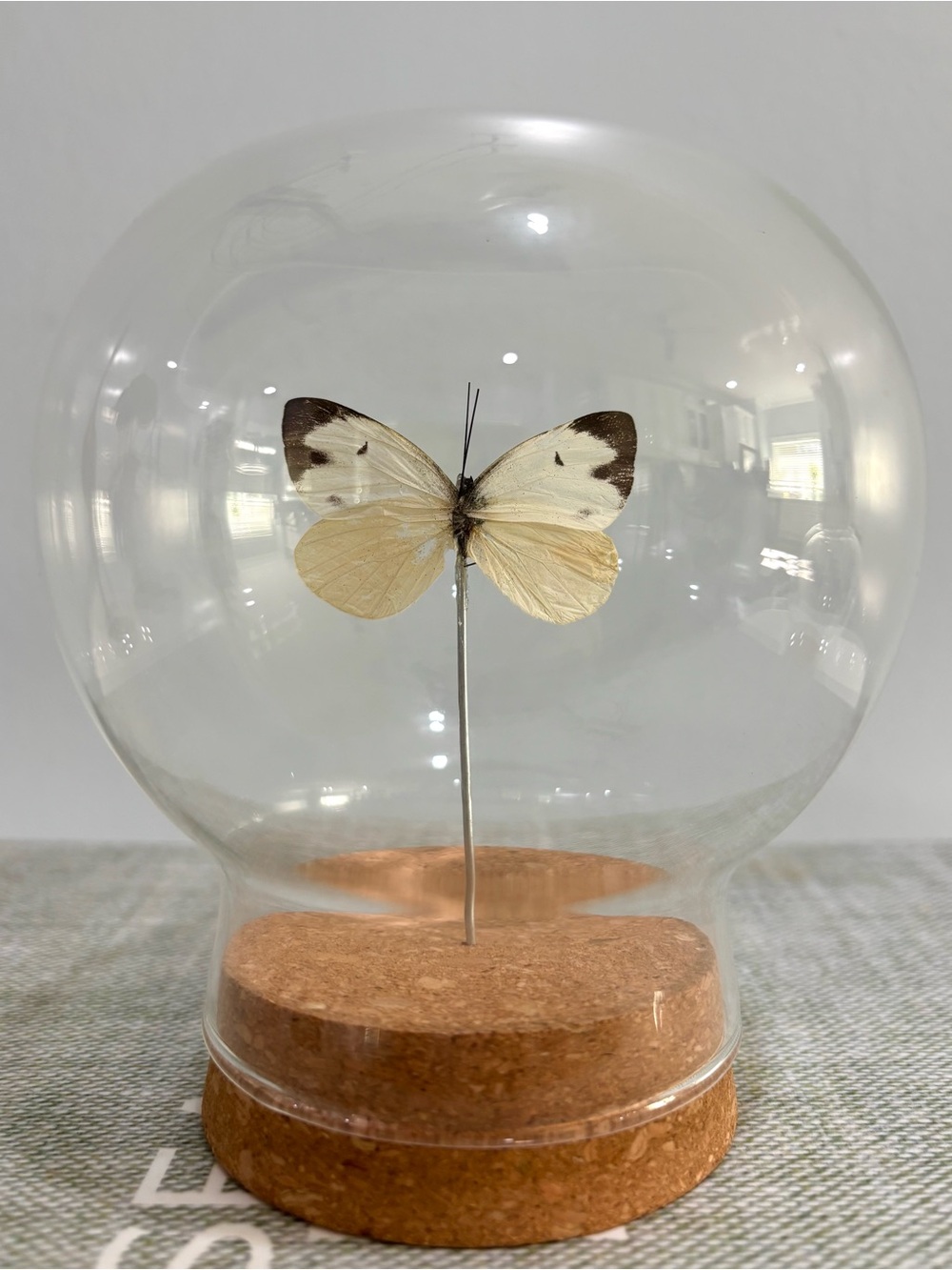 Preserved butterfly in glass dome